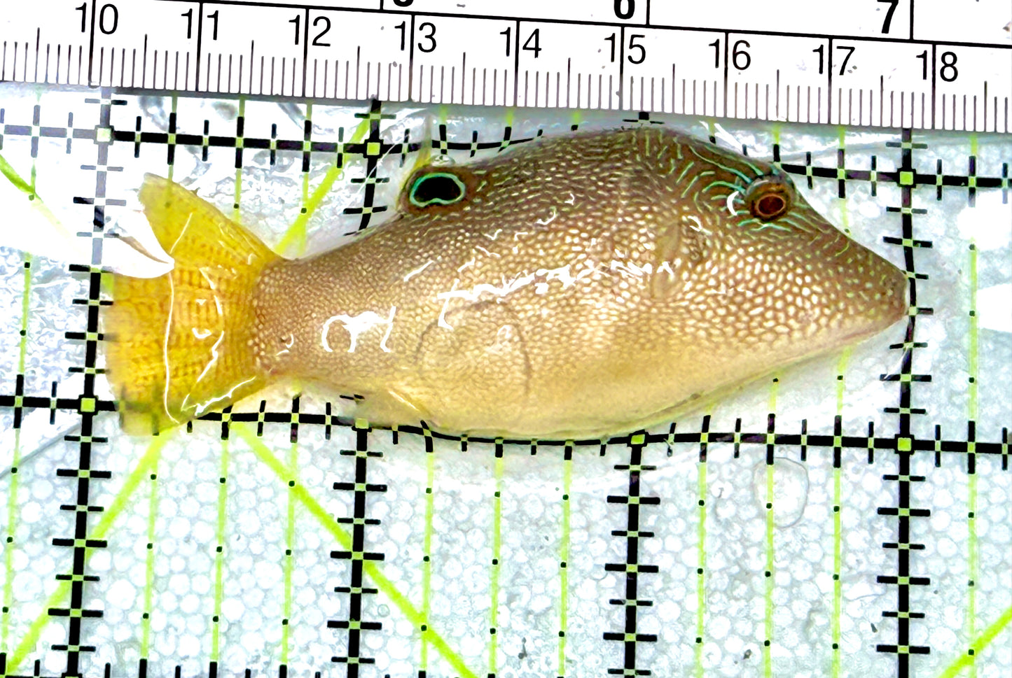 Blue Spot Toby Pufferfish BSTP072101 WYSIWYG Size: L 3" approx