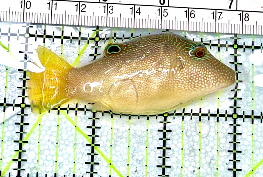 Blue Spot Toby Pufferfish BSTP072101 WYSIWYG Size: L 3" approx