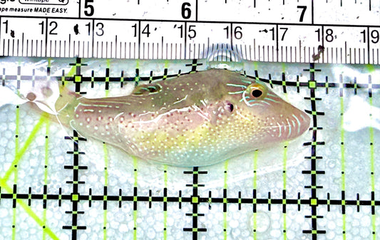 Blue Spot Toby Pufferfish BSTP072102 WYSIWYG Size: M 2.5" approx