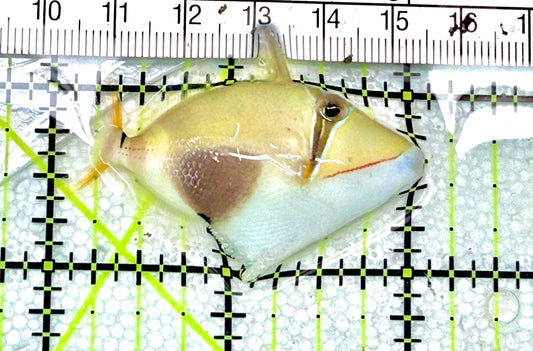 Bursa Triggerfish BT072101 WYSIWYG Size: S 2" approx