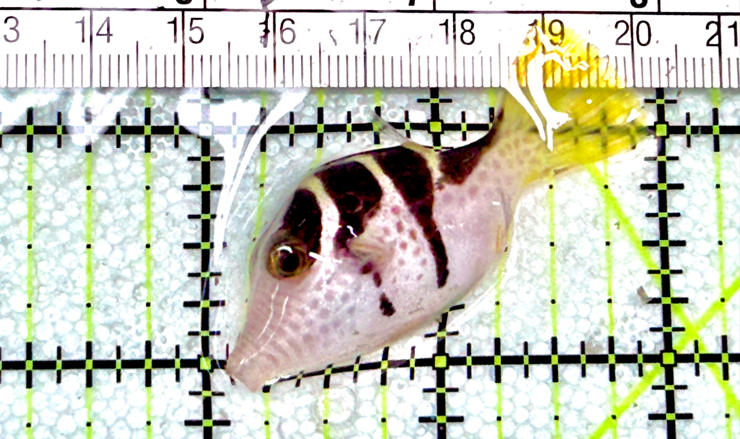 Valentini Toby Pufferfish VTP072101 WYSIWYG Size: S 2"approx
