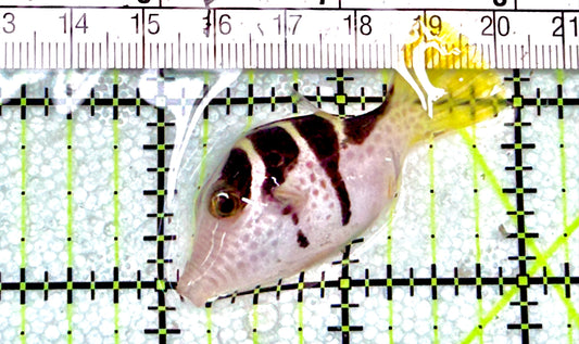 Valentini Toby Pufferfish VTP072101 WYSIWYG Size: S 2"approx