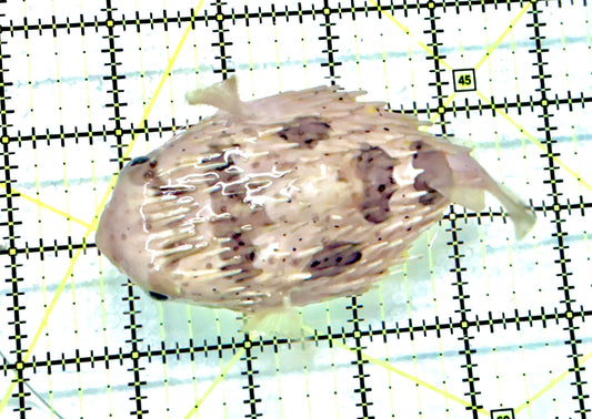 Long Spine Porcupine Pufferfish LSPP072101 WYSIWYG Size: L  4" approx