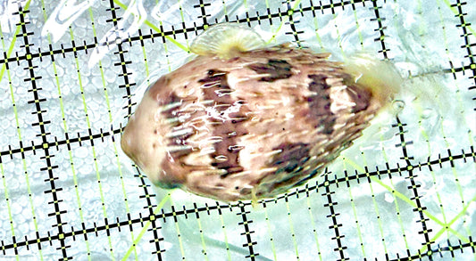 Long Spine Porcupine Pufferfish LSPP072102 WYSIWYG Size: L  4" approx
