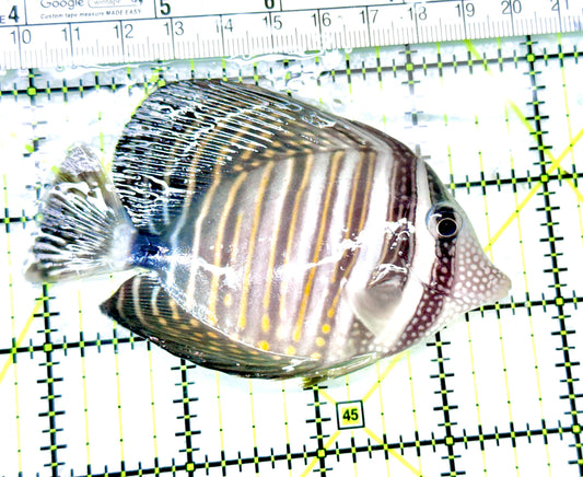 Desjardini Tang (Red Sea Sailfin Tang) DT072101 WYSIWYG Size: ML 3.5" approx