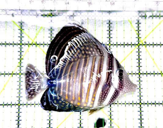 Desjardini Tang (Red Sea Sailfin Tang) DT072102 WYSIWYG Size: ML 4" approx