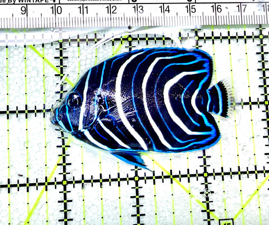 Koran Angelfish Juvenile KAJ072101 WYSIWYG Size: M 2.75"approx