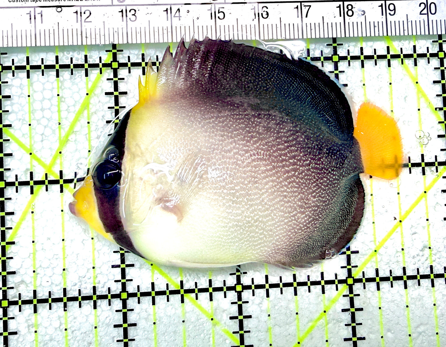 Singapore Angelfish SA072101 WYSIWYG Size: S  3" approx