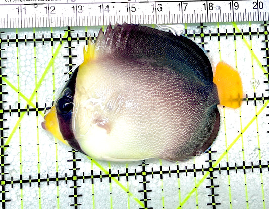 Singapore Angelfish SA072101 WYSIWYG Size: S  3" approx