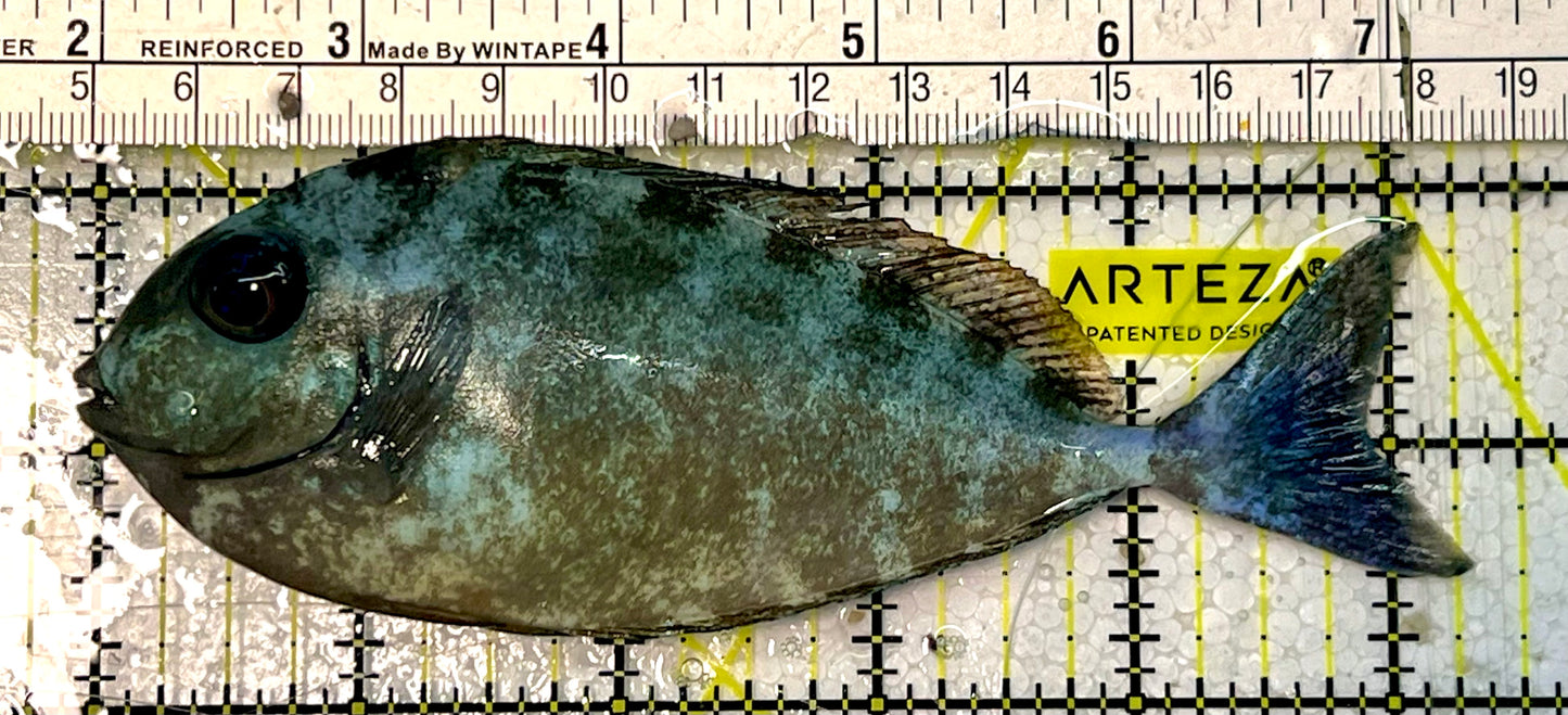 Black Tongue Blue Tail Unicorn Tang BTU051601 WYSIWYG Size: ML 5"