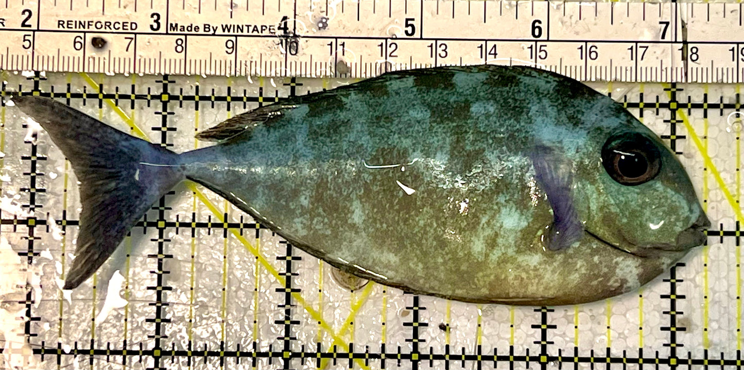 Black Tongue Blue Tail Unicorn Tang BTU051601 WYSIWYG Size: ML 5"