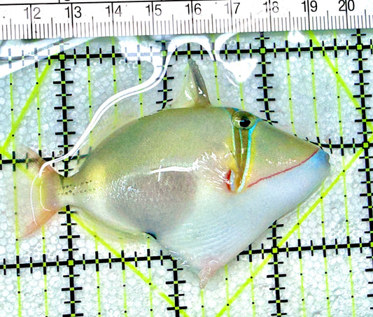 Bursa Triggerfish BT072102 WYSIWYG Size: M 3" approx
