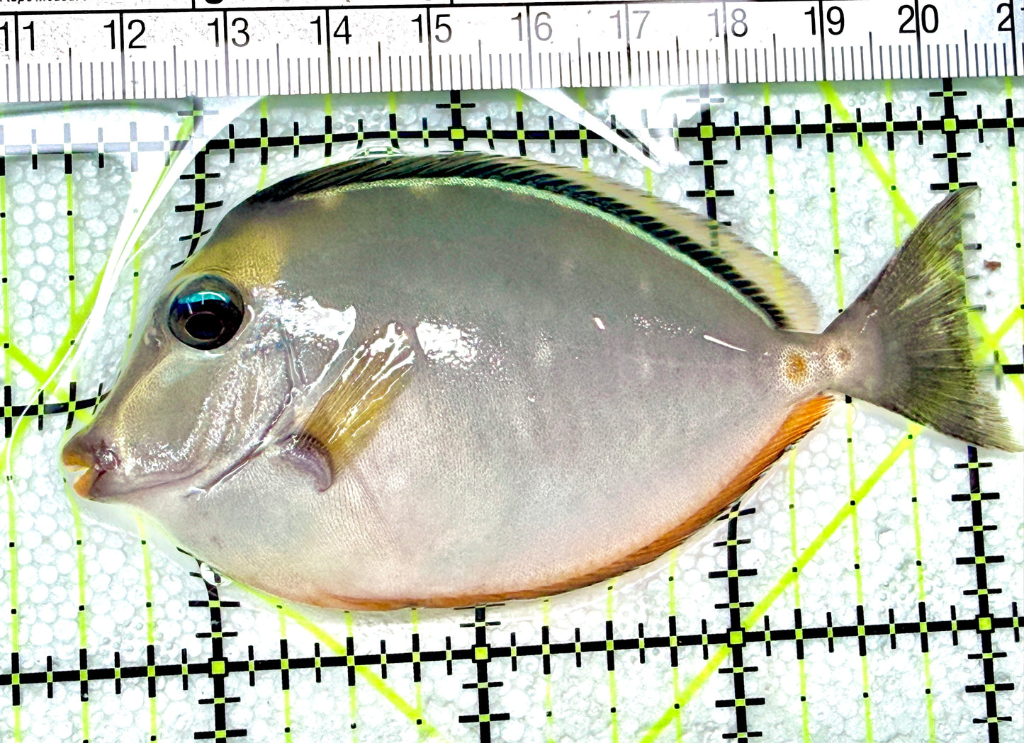 Naso Tang NT072201 WYSIWYG Size: M 3.5" approx
