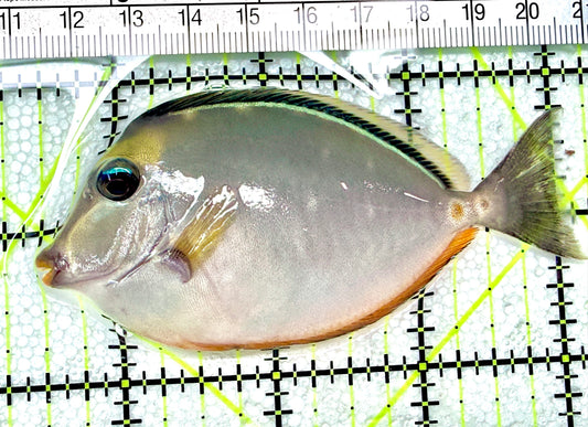 Naso Tang NT072201 WYSIWYG Size: M 3.5" approx
