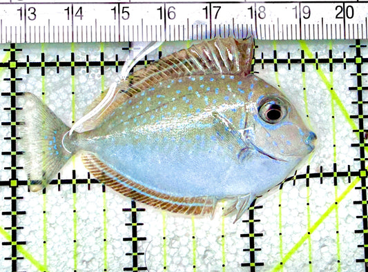 Vlamingi Unicorn Tang VUT072103 WYSIWYG Size: S 2.5" approx