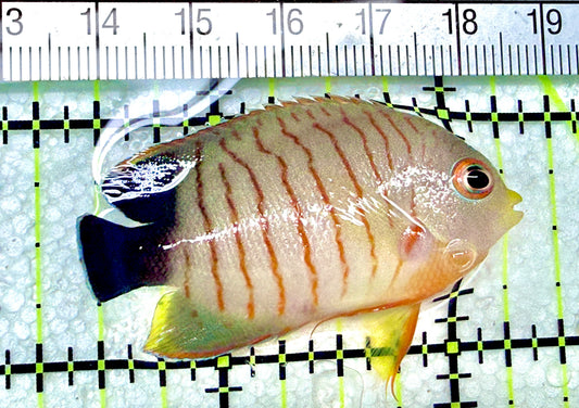 Eibli Angelfish EA072101 WYSIWYG Size: M 1.75" approx