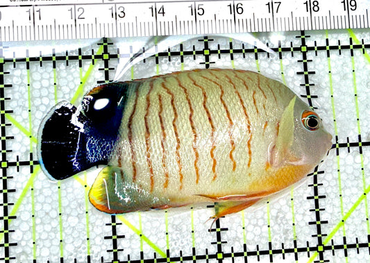 Eibli Angelfish EA072102 WYSIWYG Size: L 3" approx