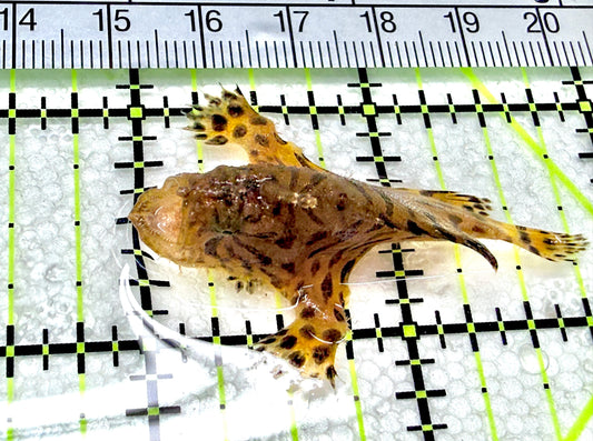 Striated Anglerfish SA072101 WYSIWYG Size: M 1.75" approx