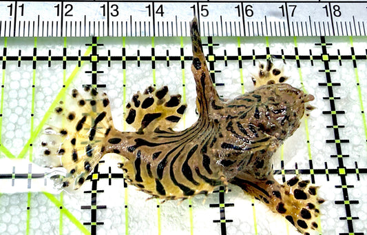 Sargassum Angler SA072201 WYSIWYG Size: S 2.25" approx