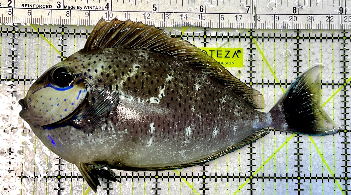 Vlamingi Unicorn Tang VUT051405 WYSIWYG Size: XL 6.75"