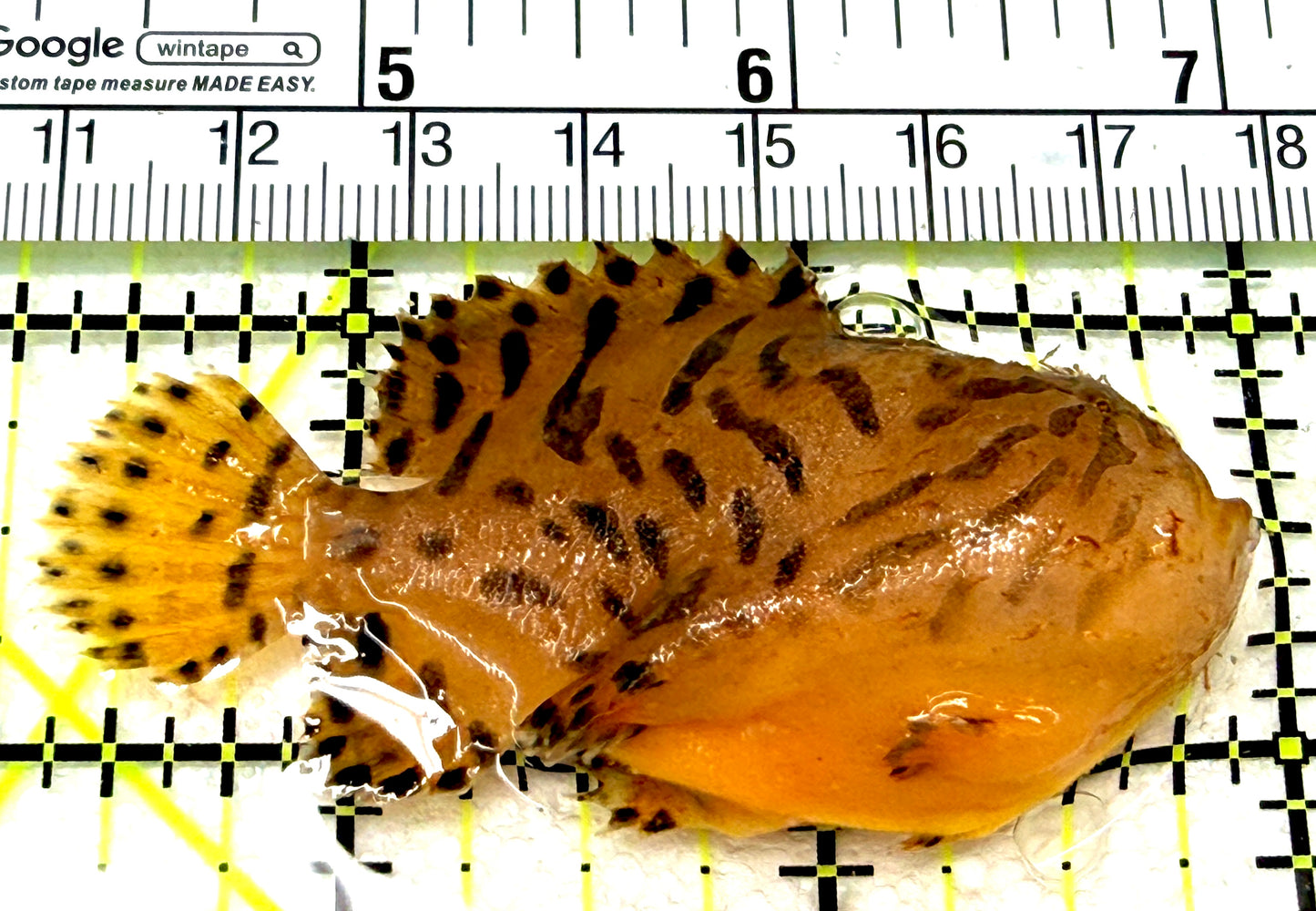 Striated Anglerfish SA072101 WYSIWYG Size: M 2.75" approx