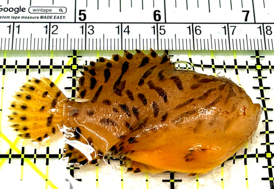 Striated Anglerfish SA072101 WYSIWYG Size: M 2.75" approx