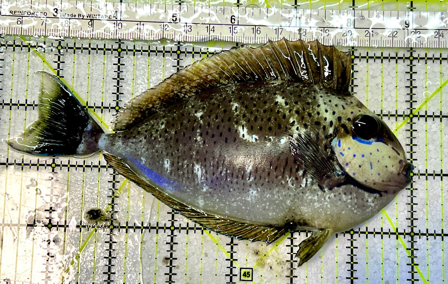 Vlamingi Unicorn Tang VUT051405 WYSIWYG Size: XL 6.75"