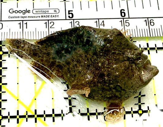 Angler A072202 WYSIWYG Size: M 2.25" approx