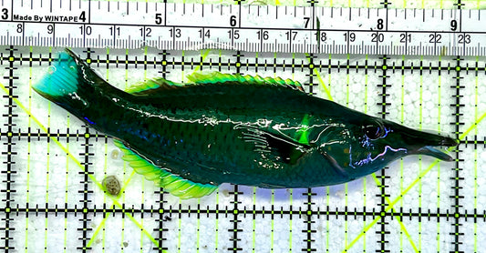 Green Bird Wrasse GBW051502 WYSIWYG Size: L 5.75”