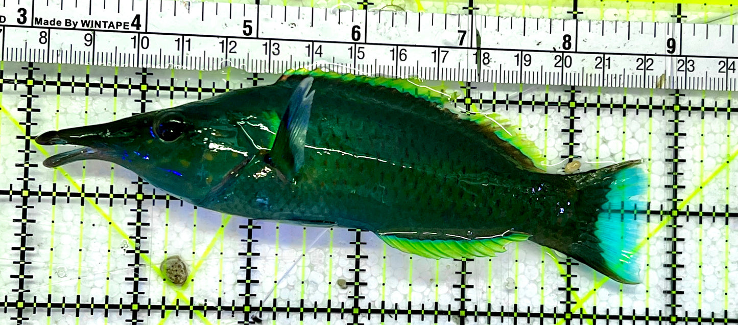 Green Bird Wrasse GBW051502 WYSIWYG Size: L 5.75”