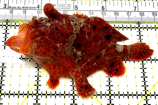 Red Warty Angler RWA072102 WYSIWYG Size: XL 4.5" approx