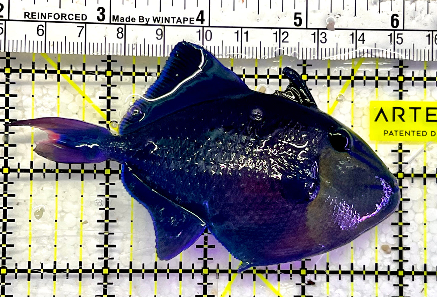 Niger Triggerfish NT052601 WYSIWYG Size: ML 4”