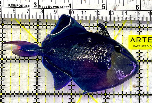 Niger Triggerfish NT052601 WYSIWYG Size: ML 4”