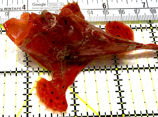 Red Warty Angler RWA072202 WYSIWYG Size: L 3.75" approx
