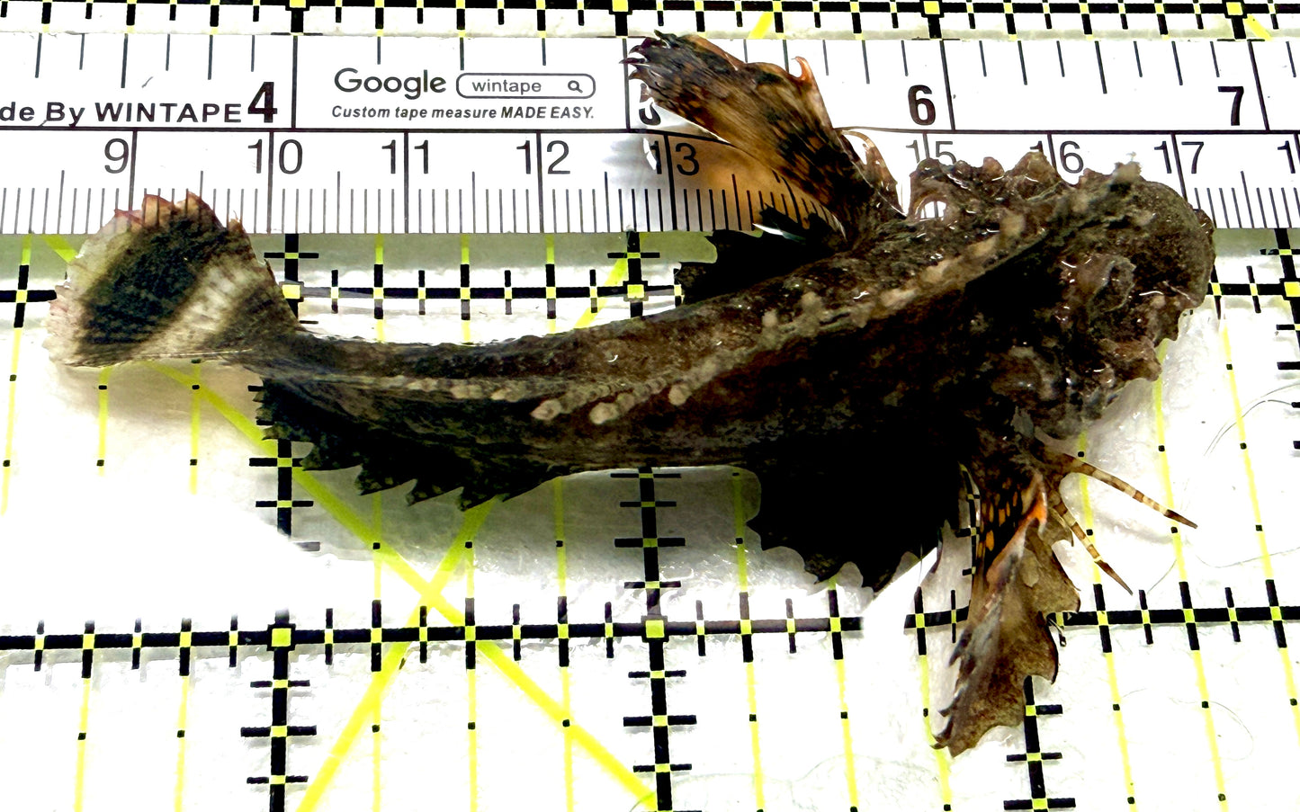 Twostick Stingfish TS072301 WYSIWYG Size:  M 3.5" approx