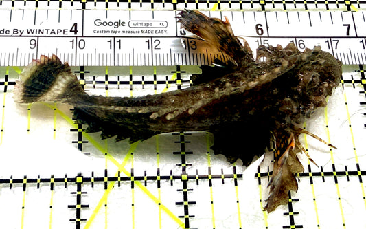 Twostick Stingfish TS072301 WYSIWYG Size:  M 3.5" approx