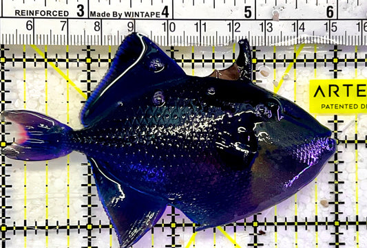 Niger Triggerfish NT052602 WYSIWYG Size: ML 4”