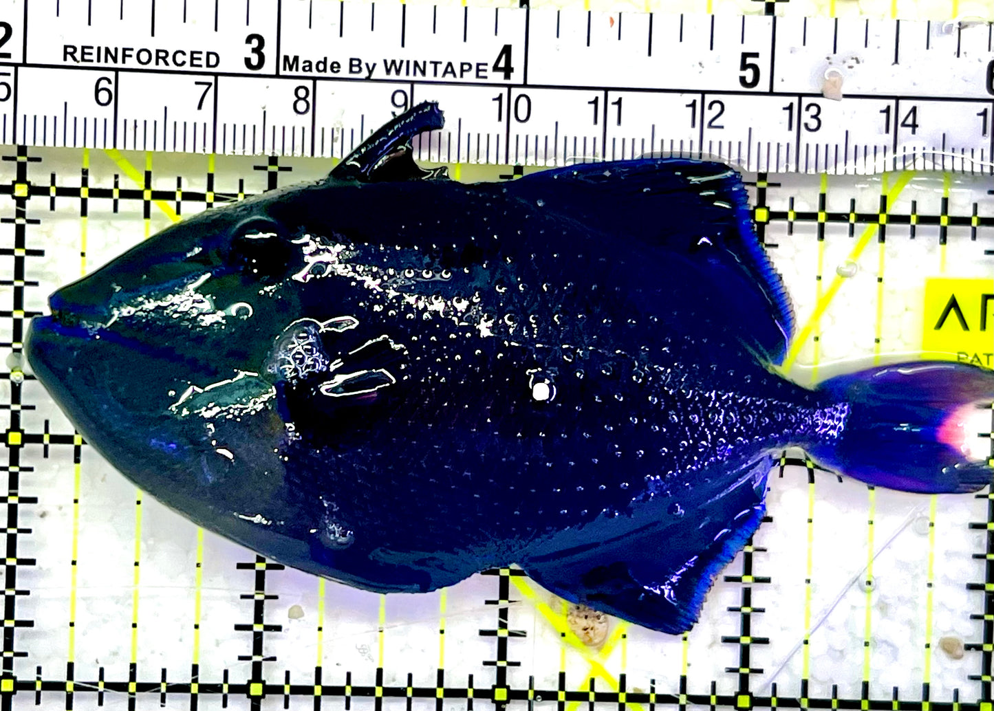 Niger Triggerfish NT052602 WYSIWYG Size: ML 4”