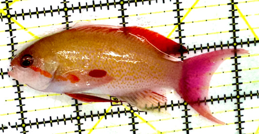 Male Noble Anthias (Very Rare) Size: XXL 4" to 5"