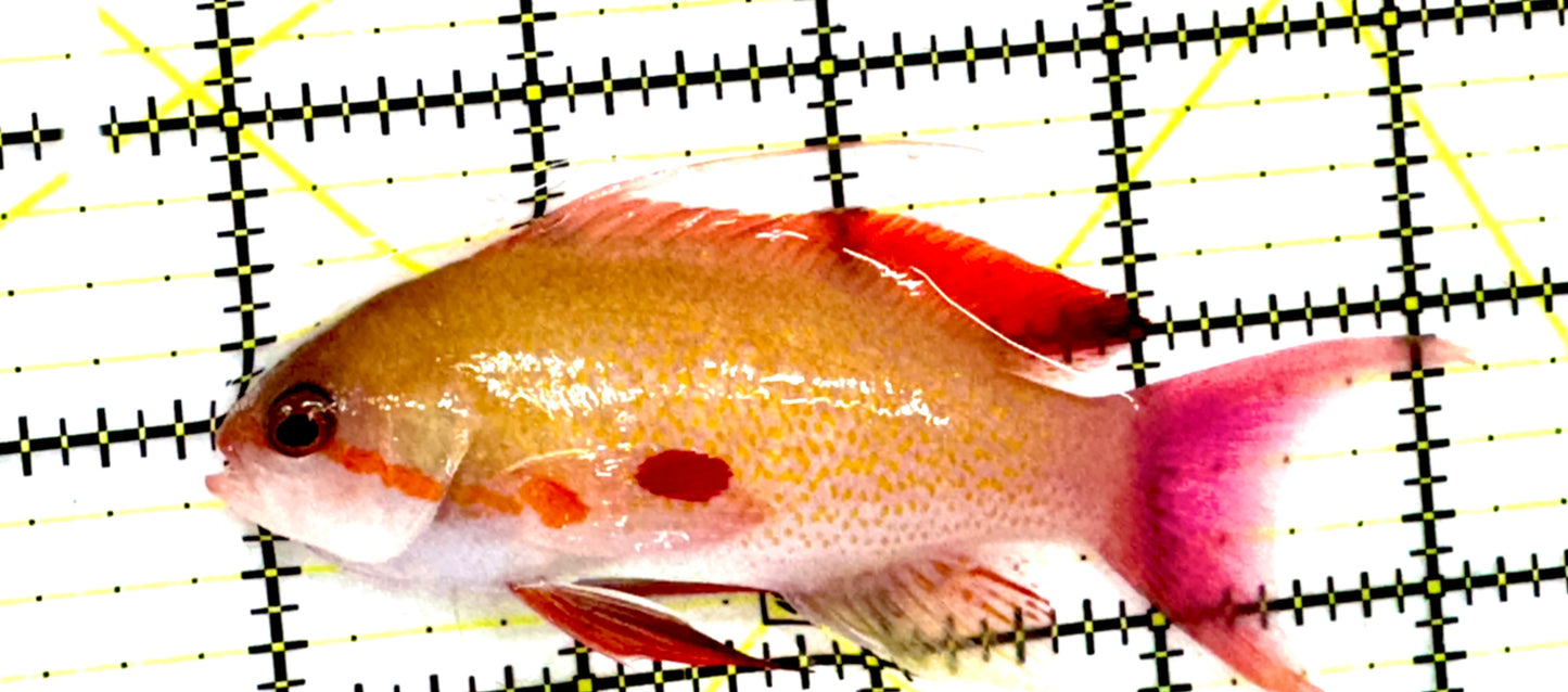 Male Noble Anthias (Very Rare) Size: XXL 4" to 5"