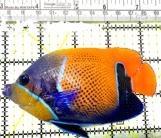 Majestic Angelfish MA072101 WYSIWYG Size: L 4.5" approx