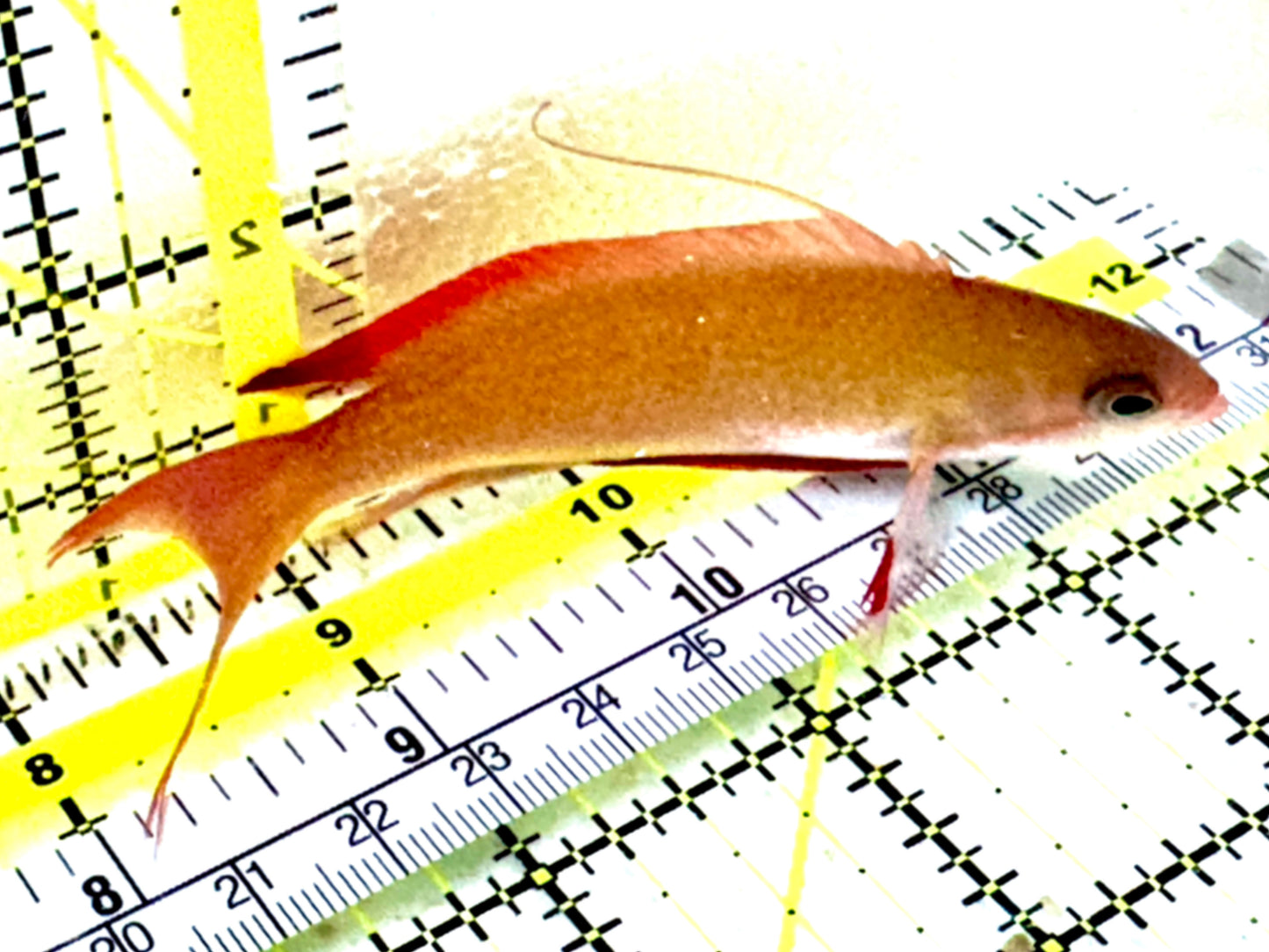 Male Noble Anthias (Very Rare) Size: XXL 4" to 5"