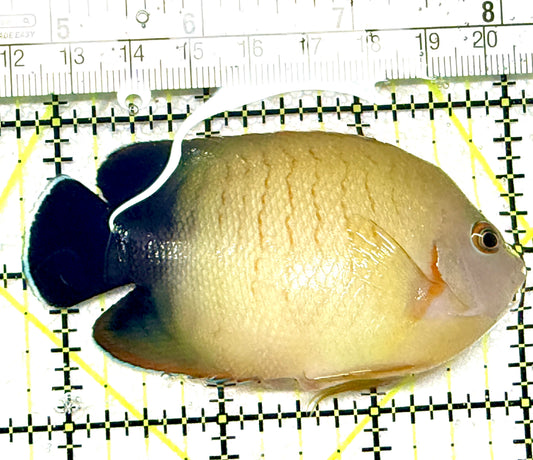 Eibli Angelfish EA072201 WYSIWYG Size: XL 3.25" approx