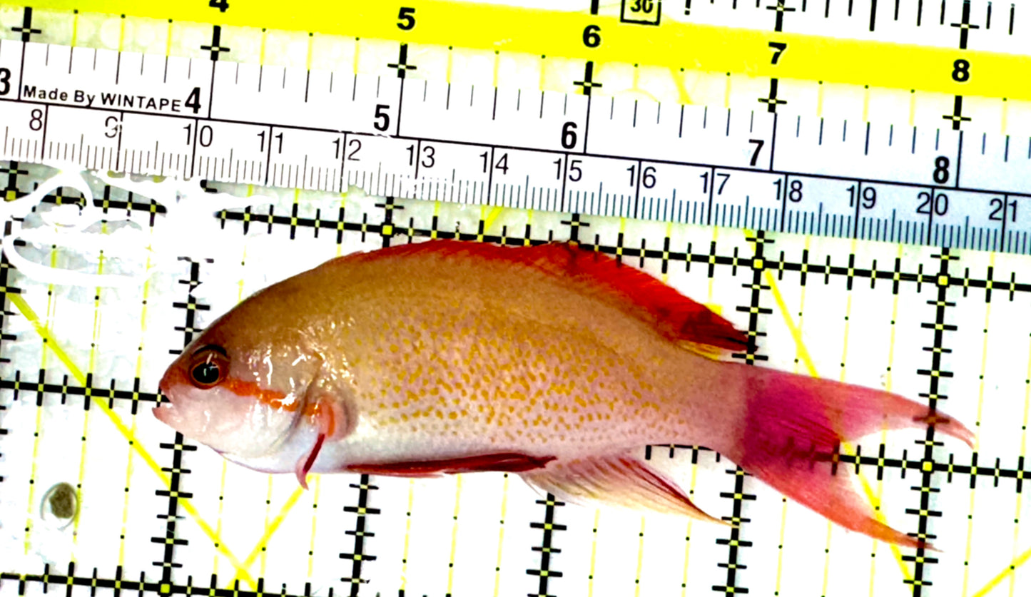Male Noble Anthias (Very Rare) Size: XXL 4" to 5"