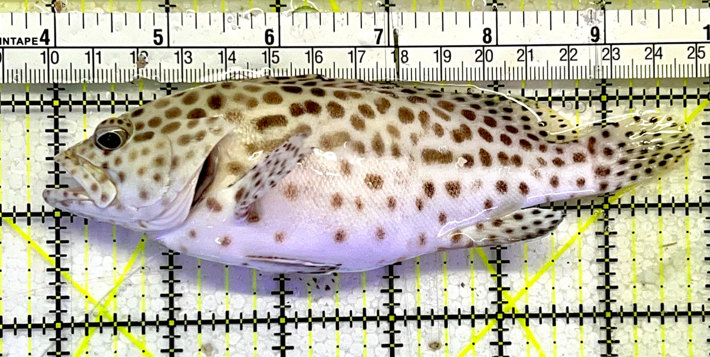 Multi Color Spotted Grouper/ Honeycomb Grouper MSG051502 WYSIWYG Size: XL 6"
