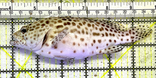 Multi Color Spotted Grouper/ Honeycomb Grouper MSG051502 WYSIWYG Size: XL 6"