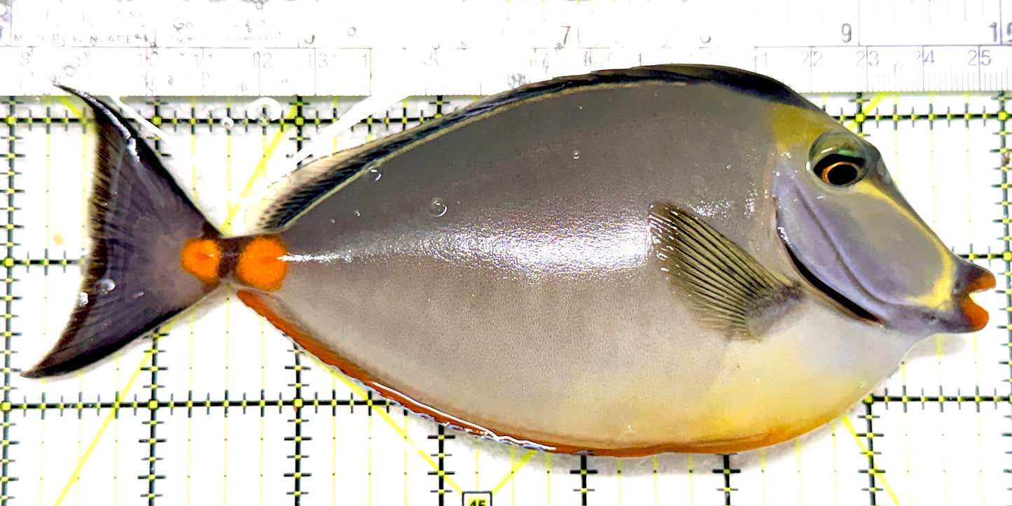 Naso Tang NT072201 WYSIWYG Size: XL 7" approx