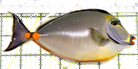 Naso Tang NT072201 WYSIWYG Size: XL 7" approx