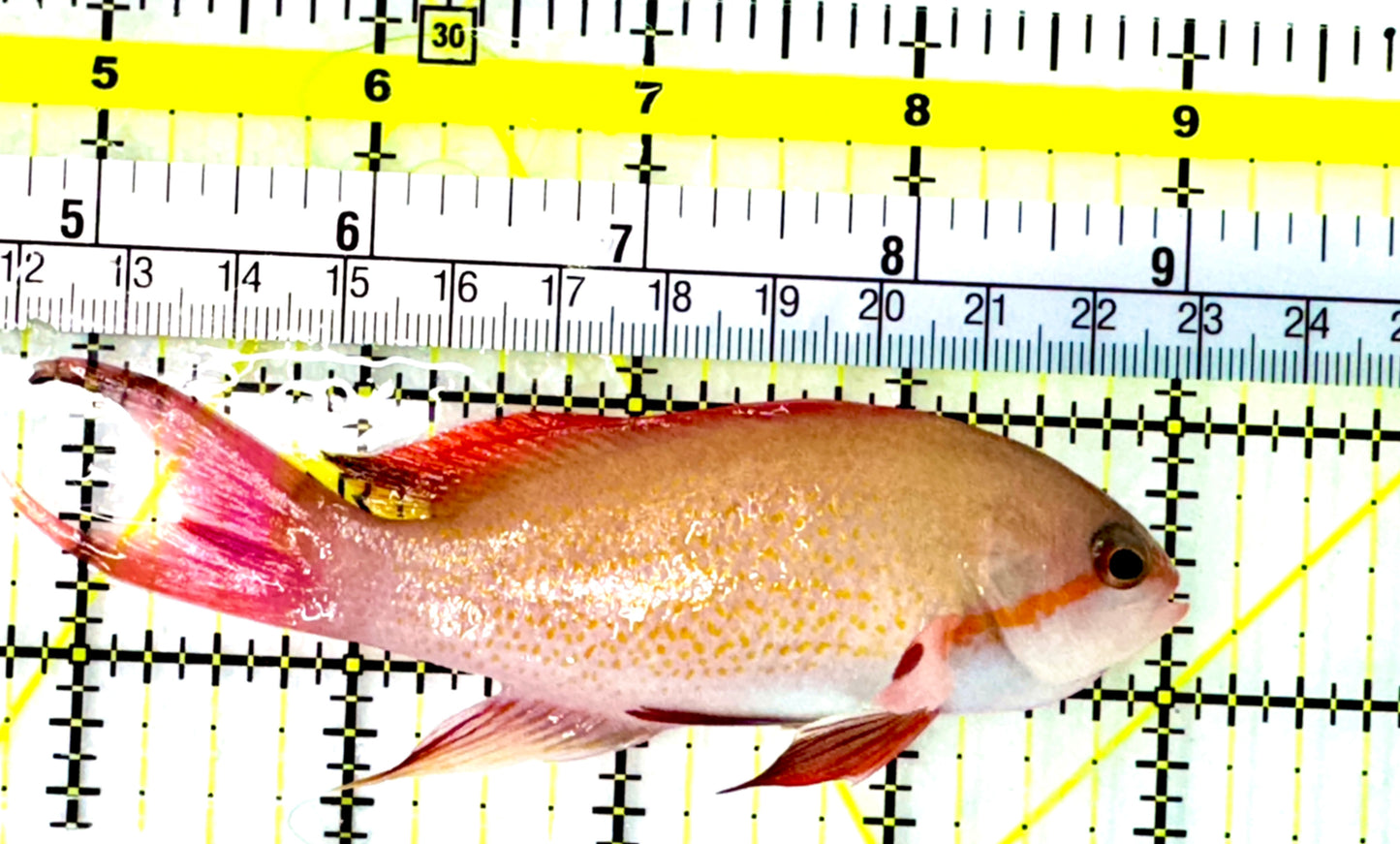 Male Noble Anthias (Very Rare) Size: XXL 4" to 5"