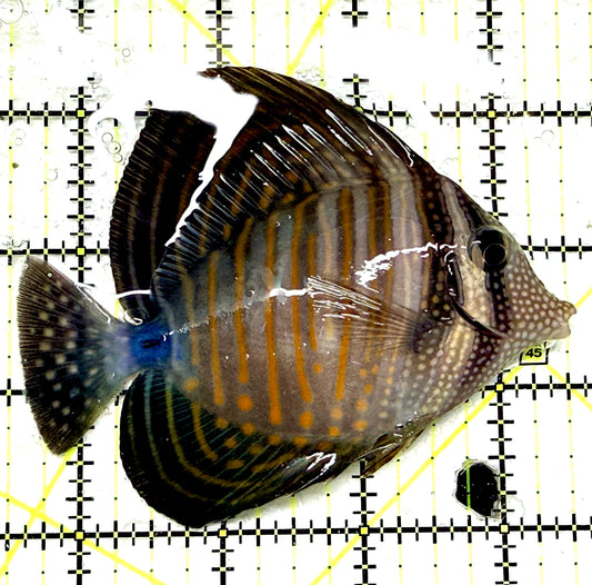 Desjardini Tang (Red Sea Sailfin Tang) DT072201 WYSIWYG Size: L 4" approx
